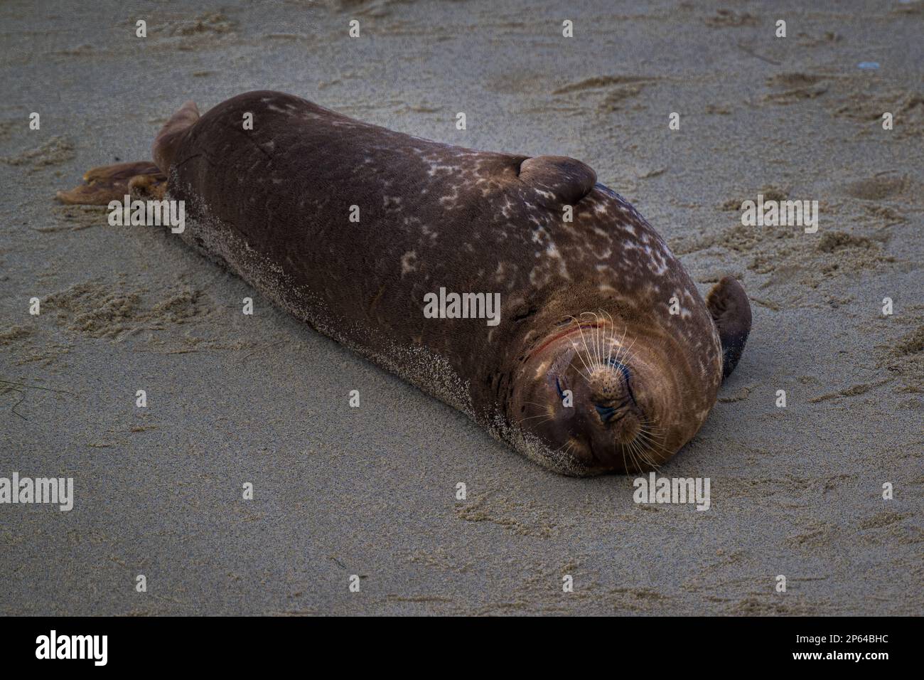 A small seal laying on the sandy shore Stock Photo - Alamy