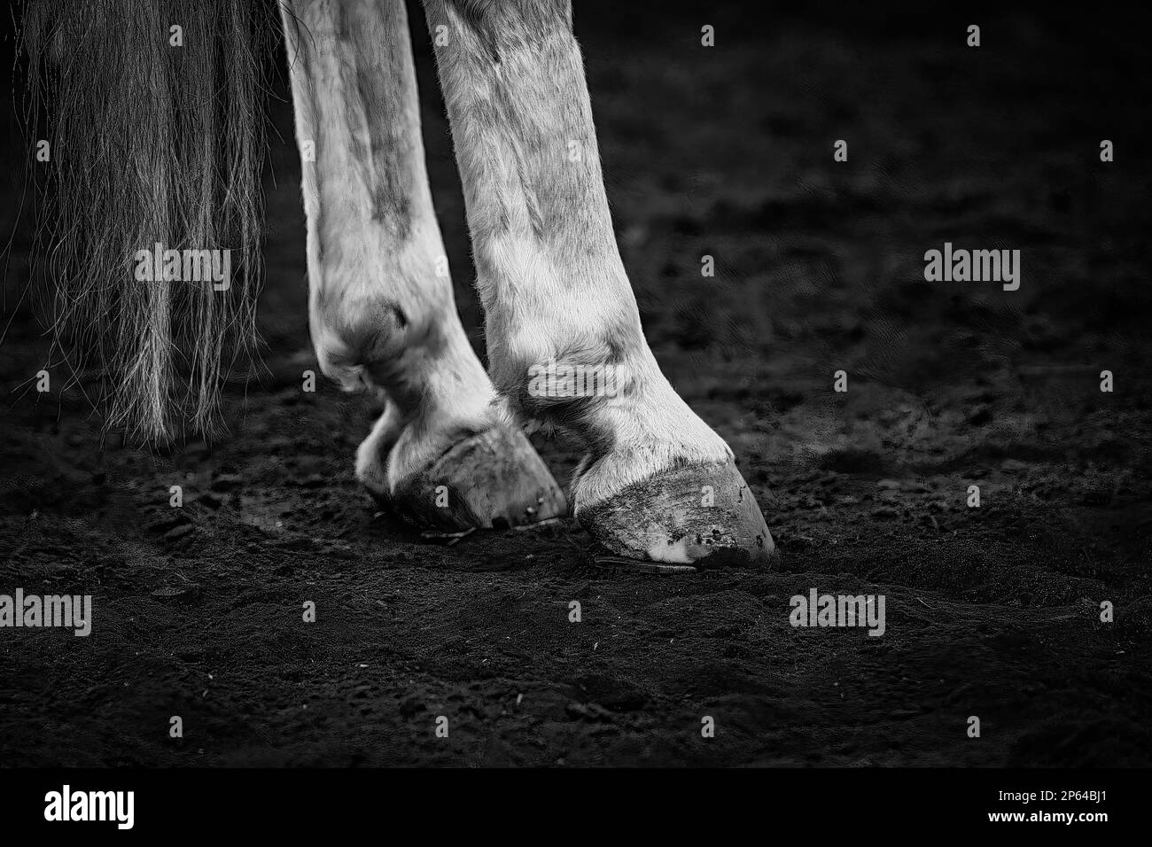A closeup grayscale shot of the hooves of a white horse on the dirty