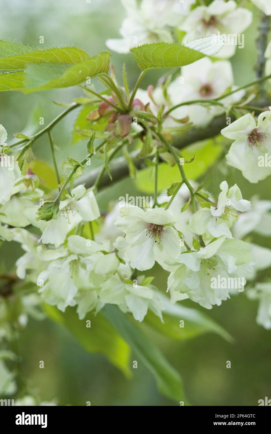 Prunus 'Ukon' greeny white flowering cherry blossom spring Stock Photo