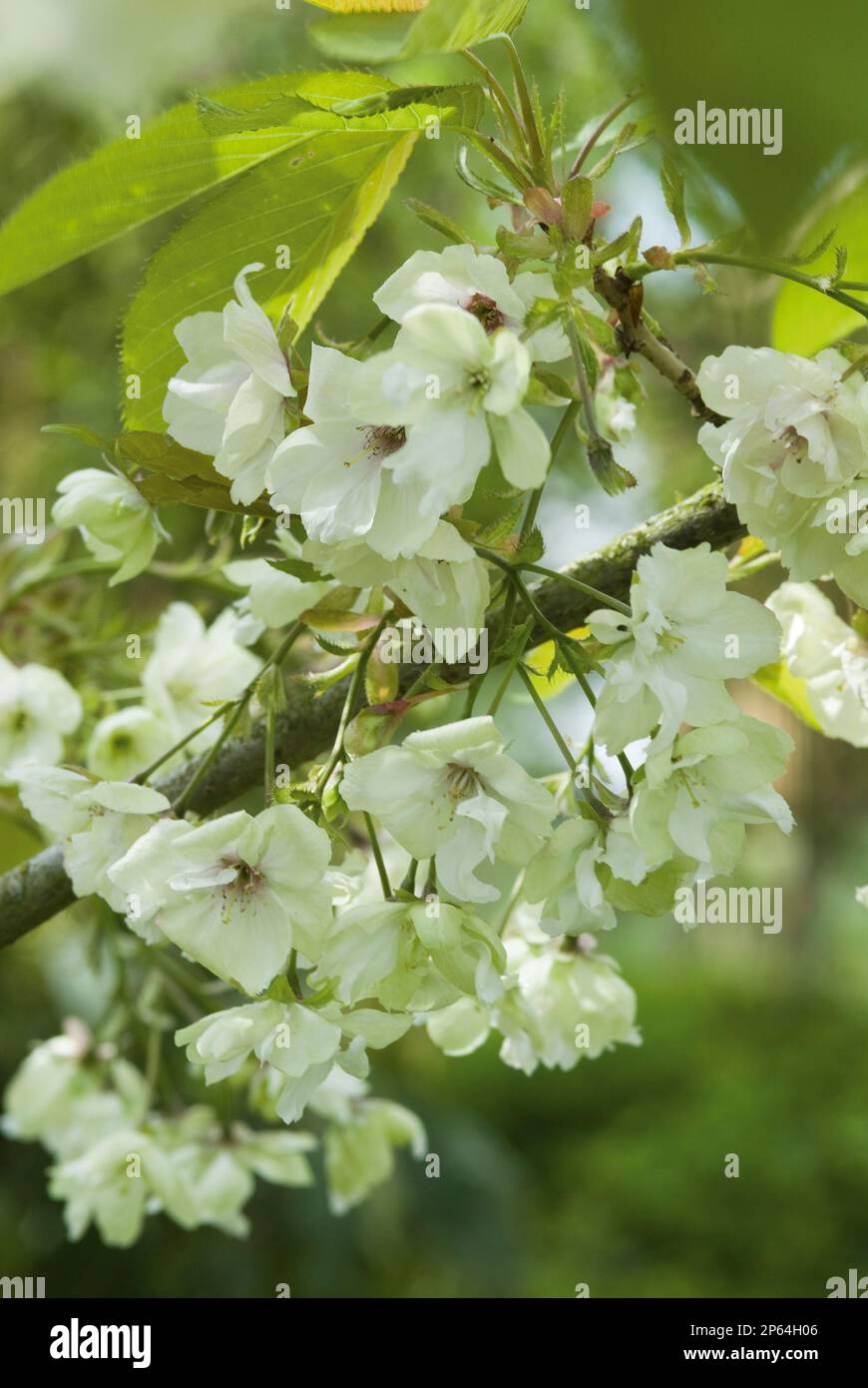 Prunus 'Ukon' Stock Photo
