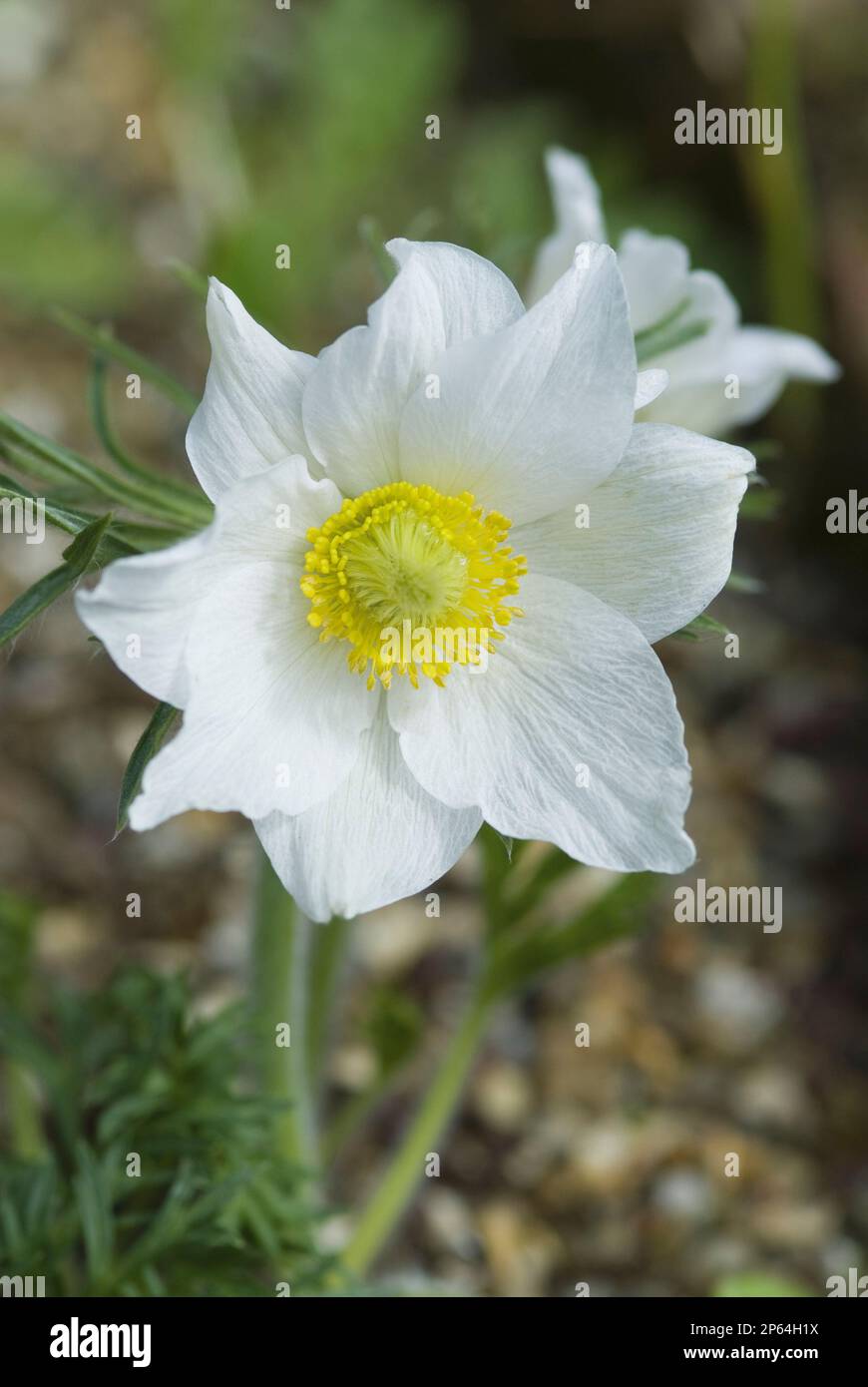 Pulsatilla vulgaris 'Alba' white pasque flower Stock Photo