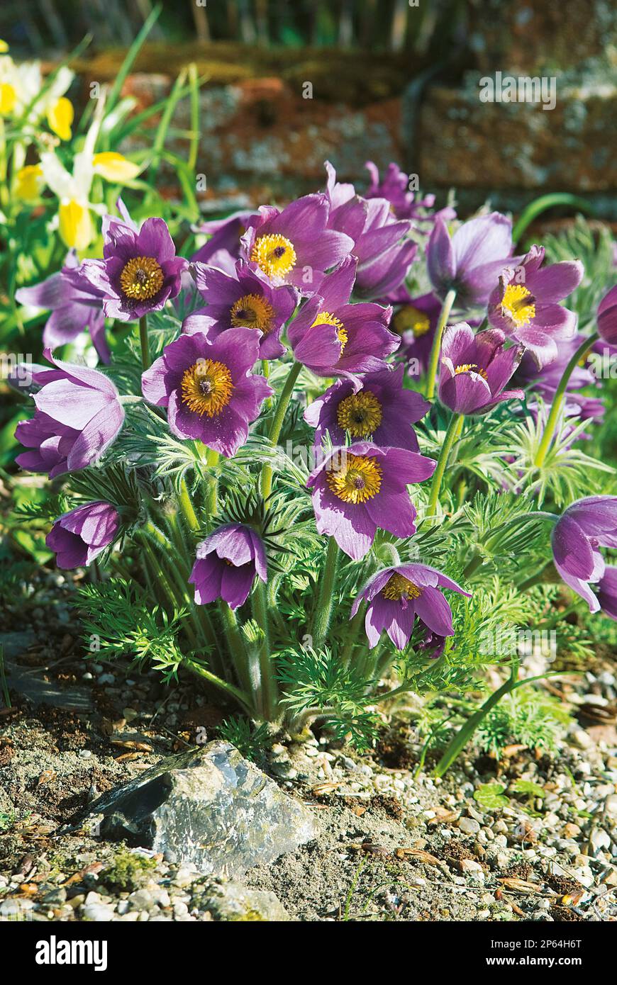 Pulsatilla purple pasque flower Stock Photo