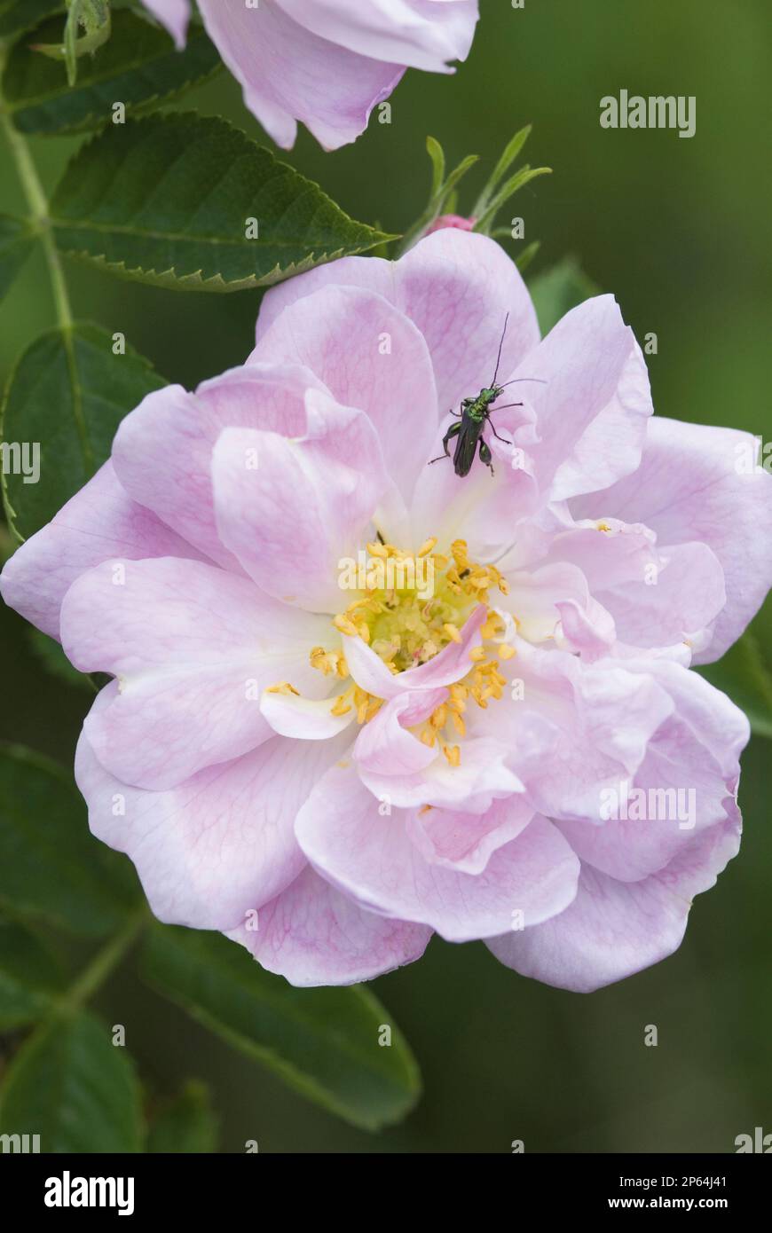 Rose rosa insect hi-res stock photography and images - Alamy