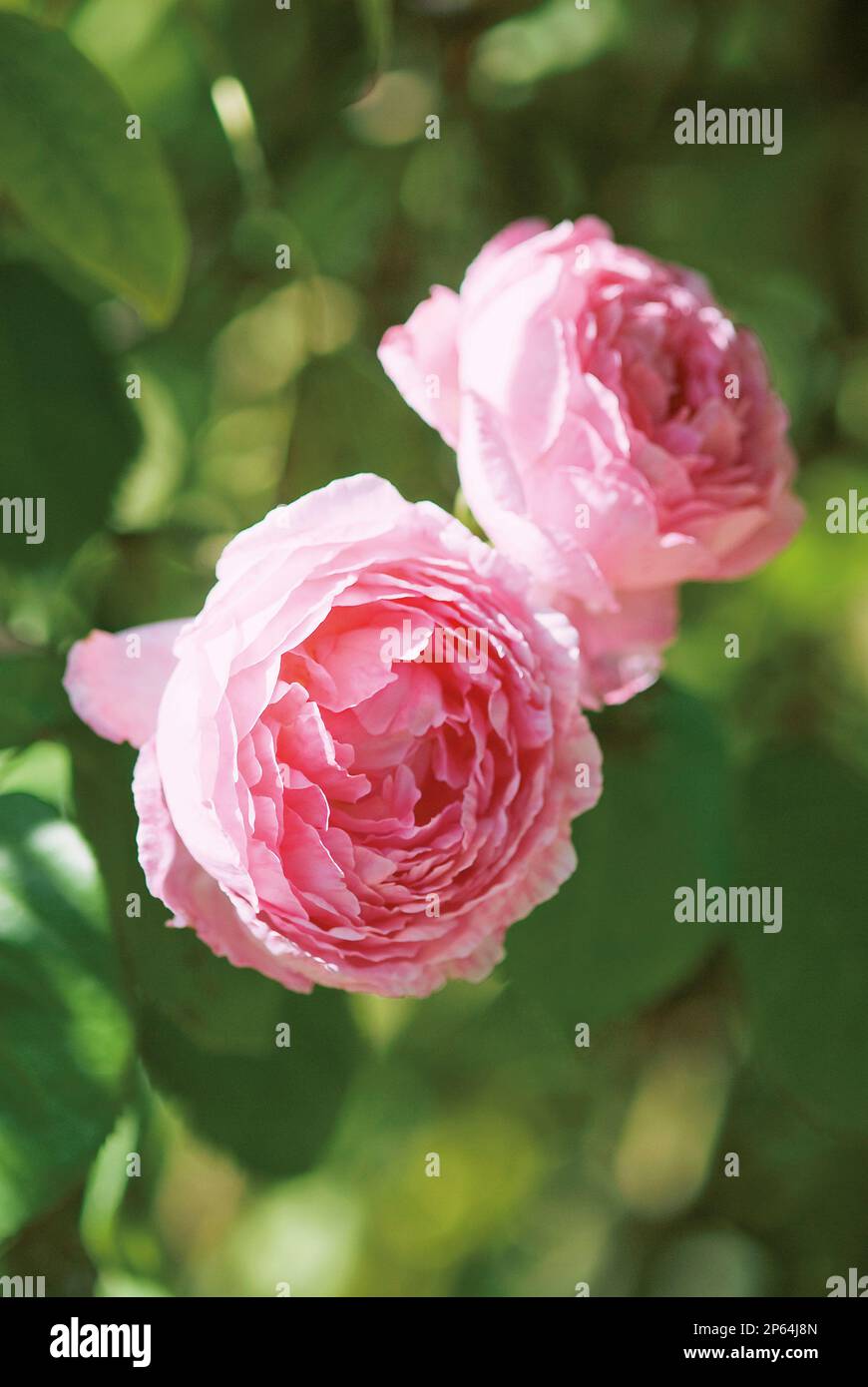 Rosa 'Constance Spry' two gorgeous pale pink roses against green Stock ...