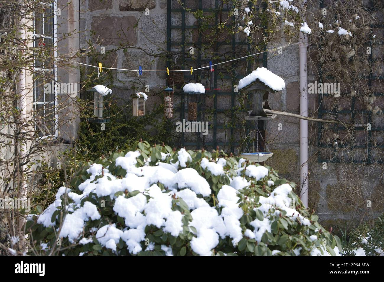 hanging bird feeders on a washing line above snowy evergreen bush in