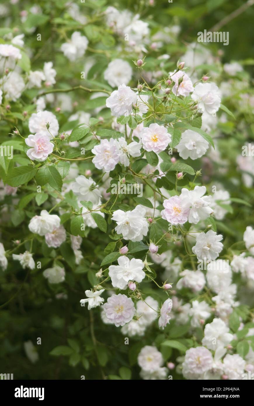 Rosa 'Paul's Himalayan Musk' white and pale pink cluster roses clambering Stock Photo