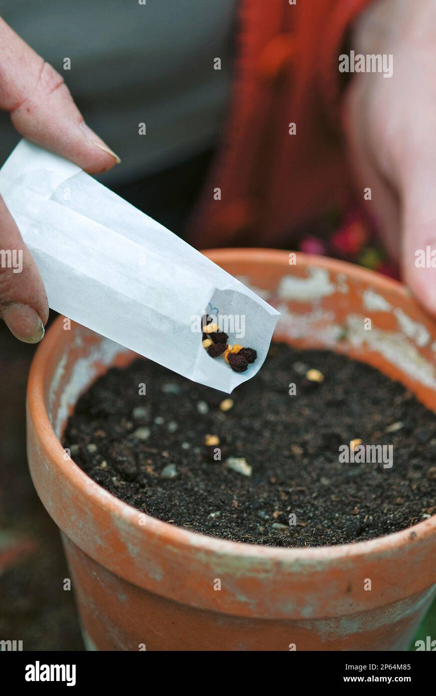 Sow a layer of iris seeds on top of wellwatered fresh peatfree