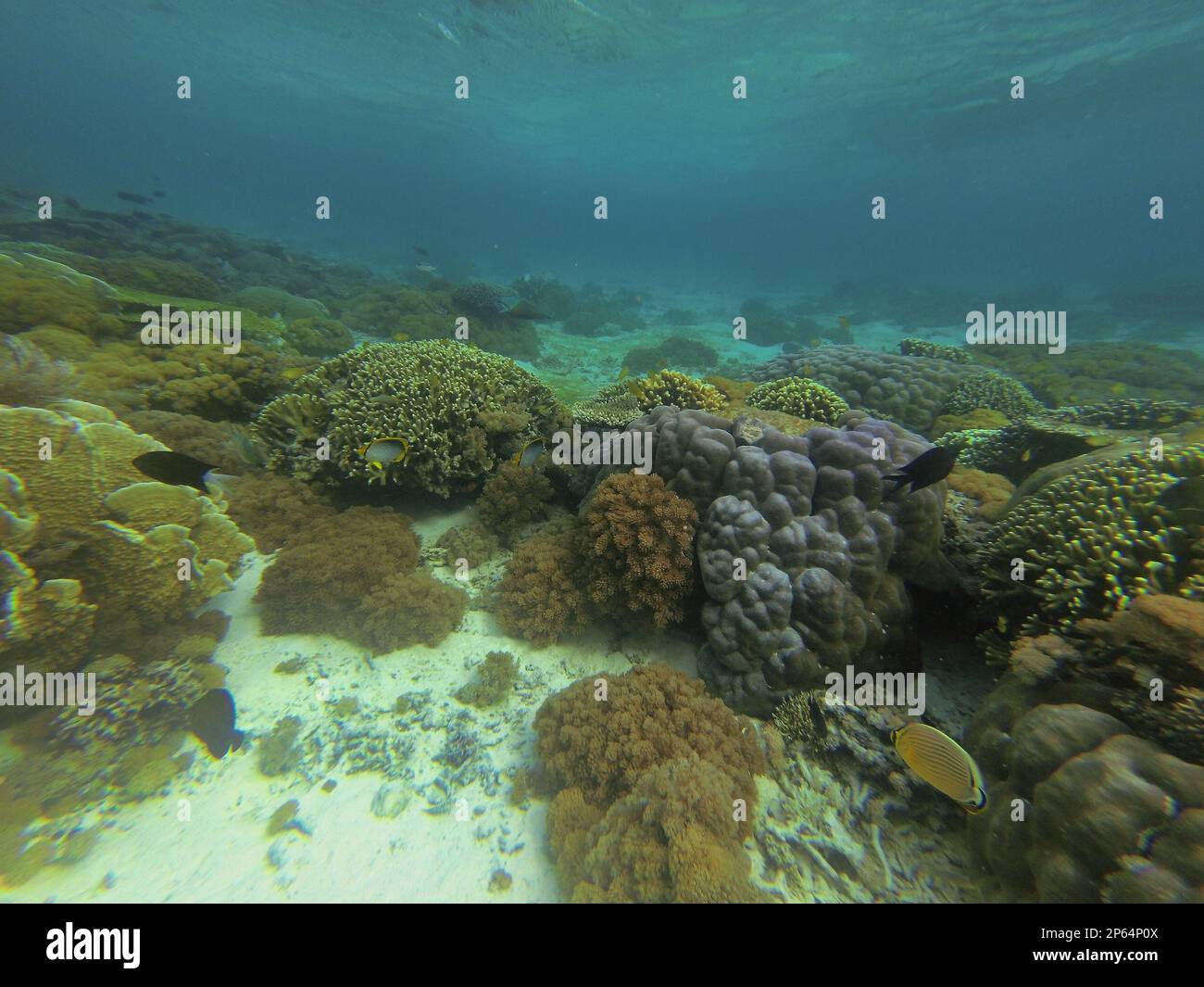 Photograph of a coral reef surrounded by fishes in Komodo National Park on Flores. Stock Photo