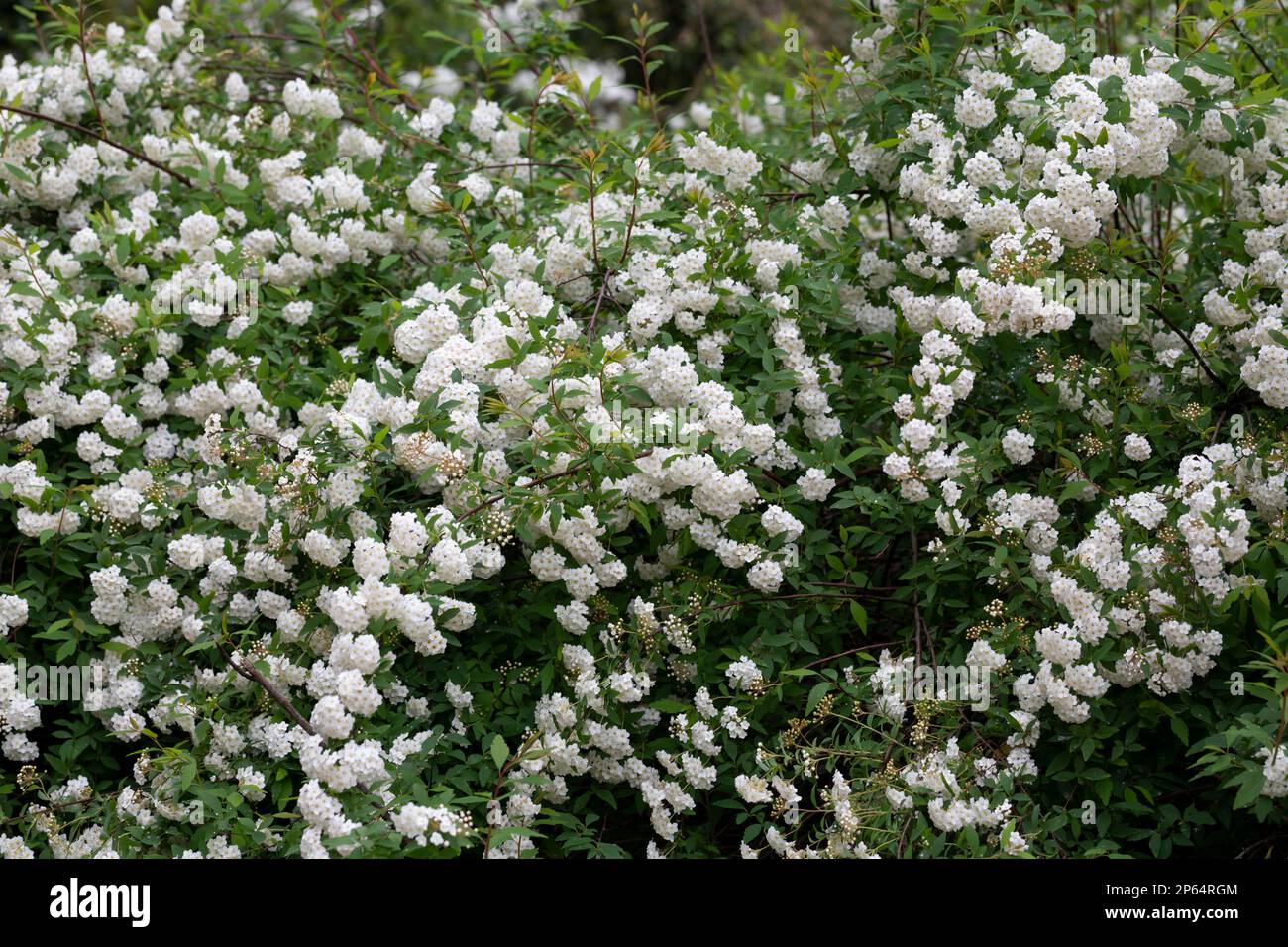 Spiraea chamaedryfolia or germander meadowsweet or elm-leaved spirea white flowers with green background, selective focus. Magnificent shrub Spiraea c Stock Photo