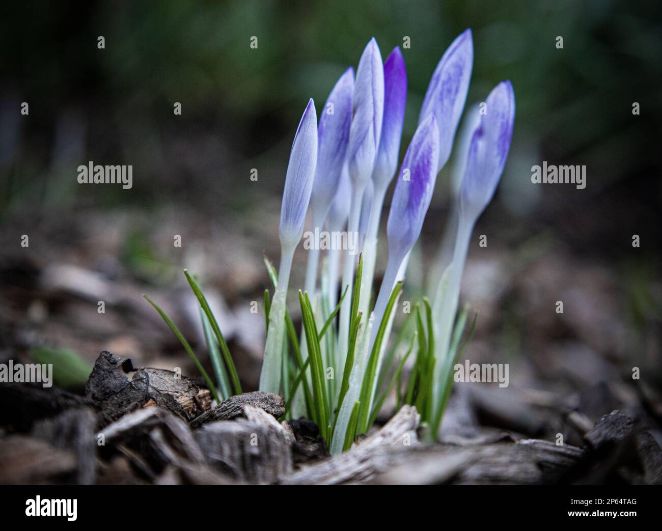 Vector wildflowers floral botanical hi-res stock photography and images ...