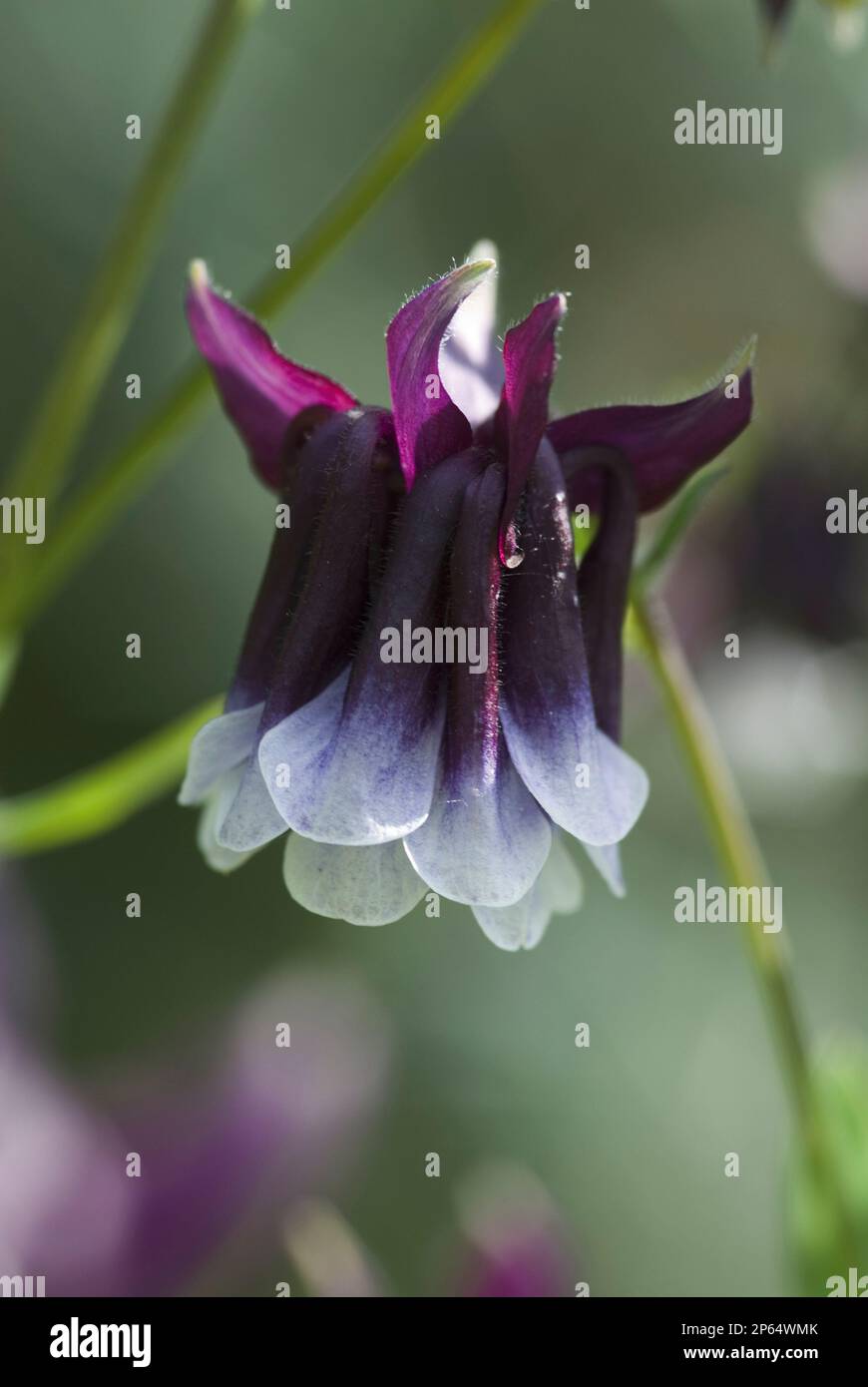 Aquilegia dramatic dark purple and white drooping bell flowerhead close-up Stock Photo