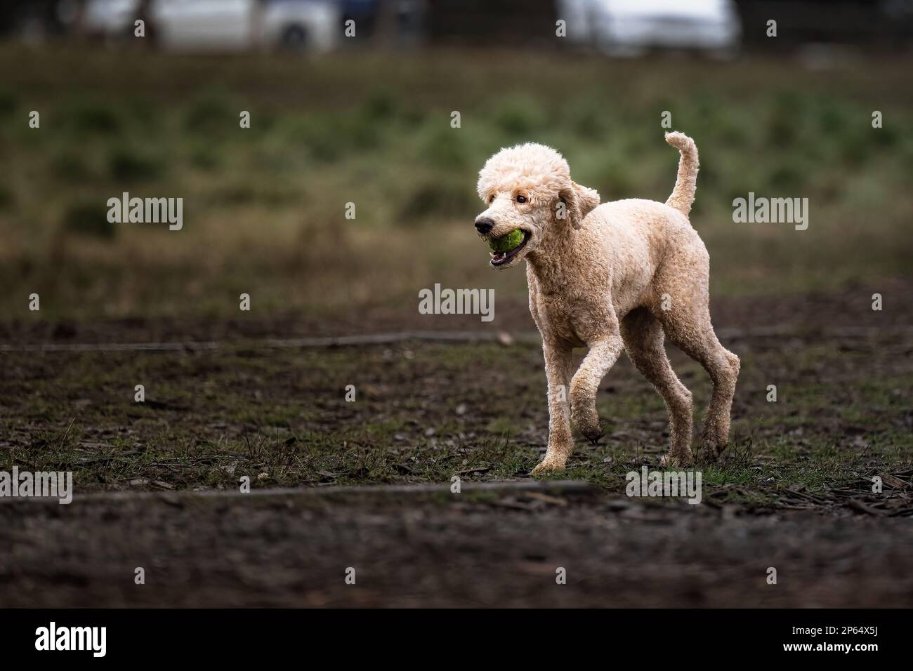 A small white poodle walking in a muddy field, carrying a green ball in its mouth. Stock Photo