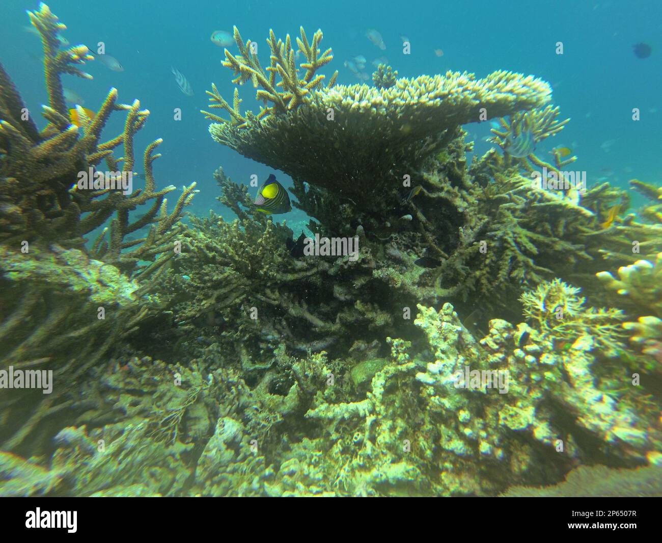 Photograph of a coral reef surrounded by fishes in Komodo National Park on Flores. Stock Photo