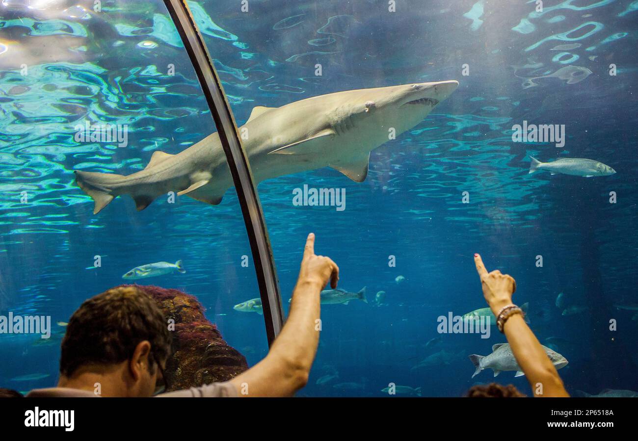 shark, underwater tunnel in an aquarium, L'Aquarium, Moll D'Espana