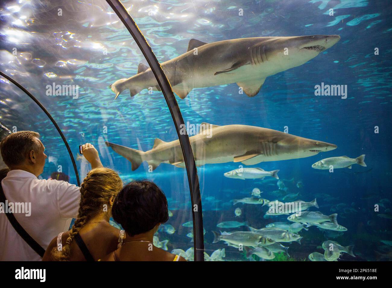 sharks, underwater tunnel in an aquarium, L'Aquarium, Moll D'Espana