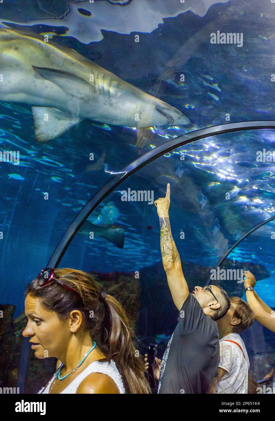 shark, underwater tunnel in an aquarium, L'Aquarium, Moll D'Espana