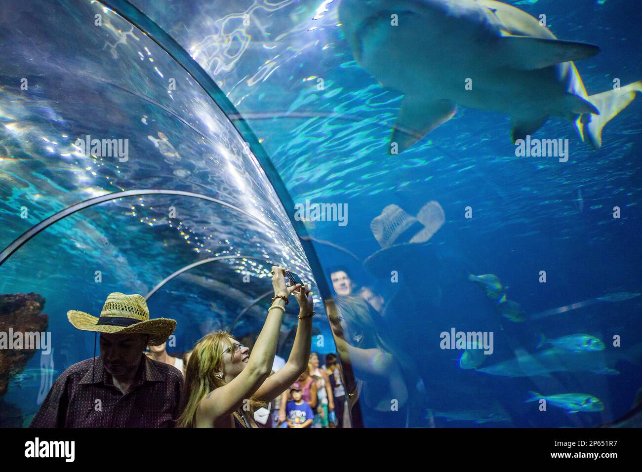 Shark swimming in barcelona aquarium hi-res stock photography and ...