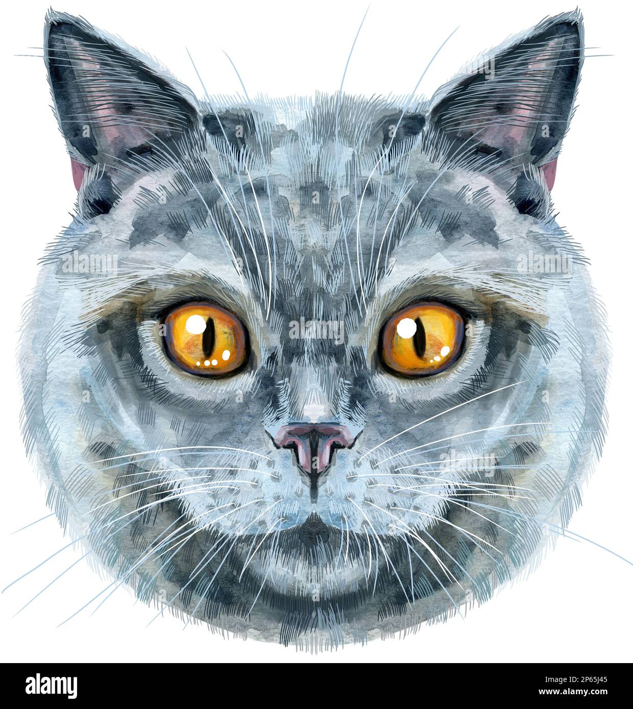 Lovely closeup portrait in pastel colors of British Shorthair in the ...