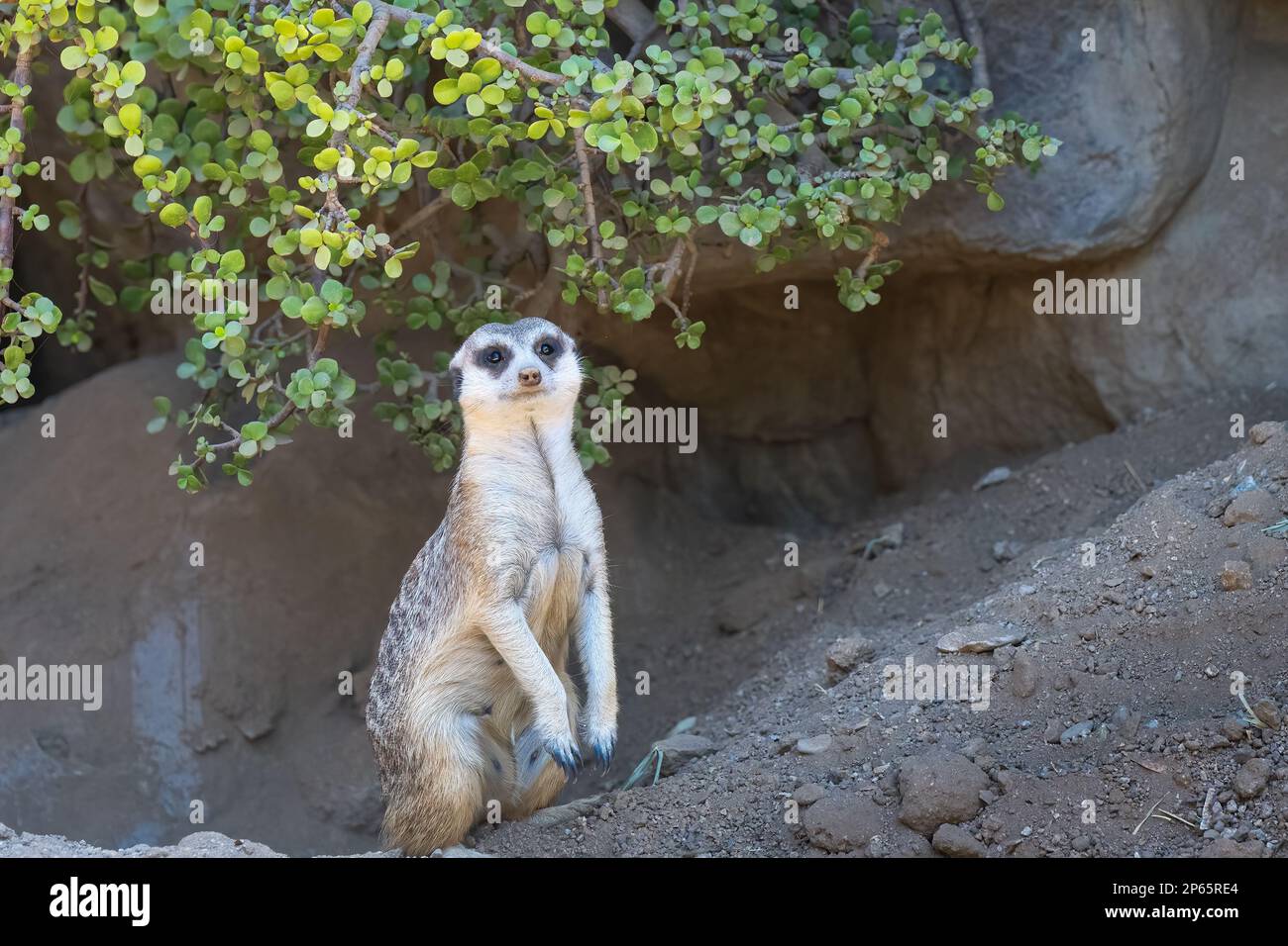 An adorable meerkat is standing upright on its hind legs as it surveys a scenic savannah landscape with trees in the backdrop Stock Photo