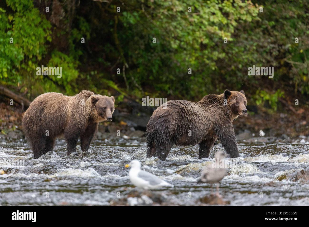 Sibling brown bears (Ursus arctos), along pink salmon stream on Chichagof Island, Alaska, United States of America, North America Stock Photo