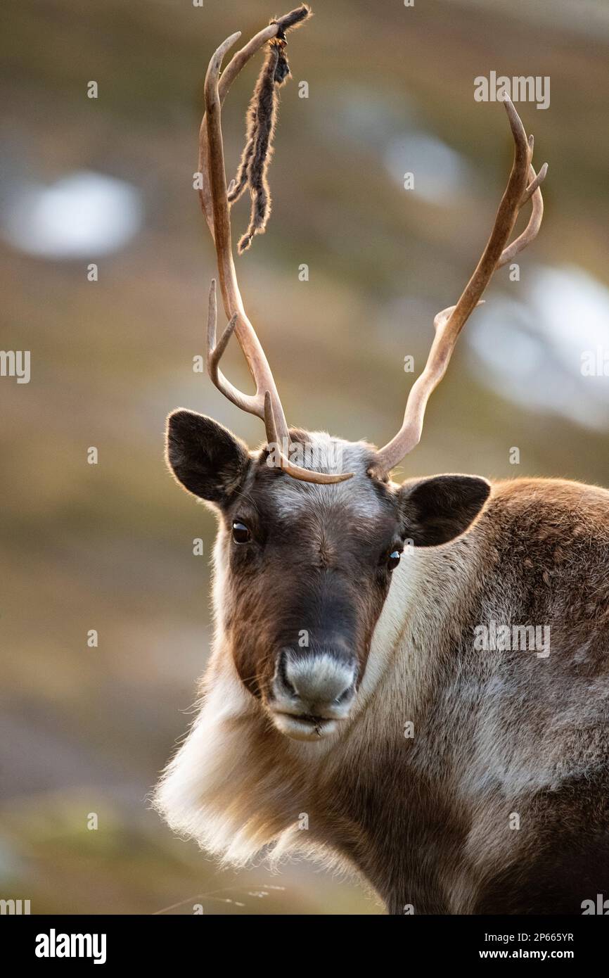 Reindeer Rangifer tarandus Sommaroy island Norway Stock Photo Alamy