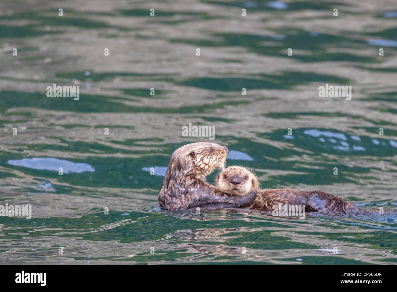Mother and pup sea otters (Enhydra lutris), rafting in the kelp in the Inian Islands, Southeast Alaska, United States of America, North America Stock Photo