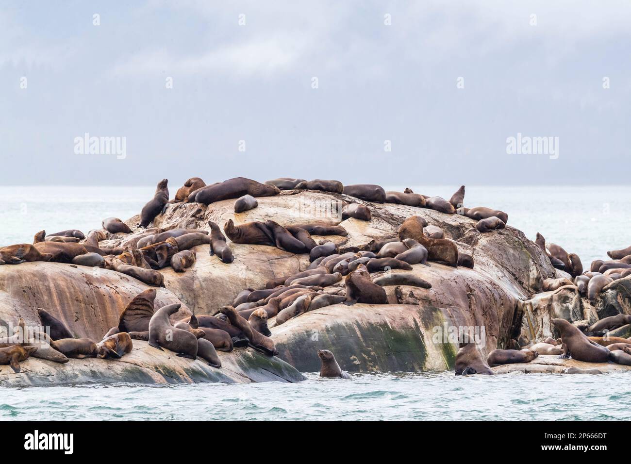 Steller sea lions (Eumetopias jubatus), hauled out on the flood tide, South Marble Island, Glacier Bay National Park, Alaska, United States of America Stock Photo