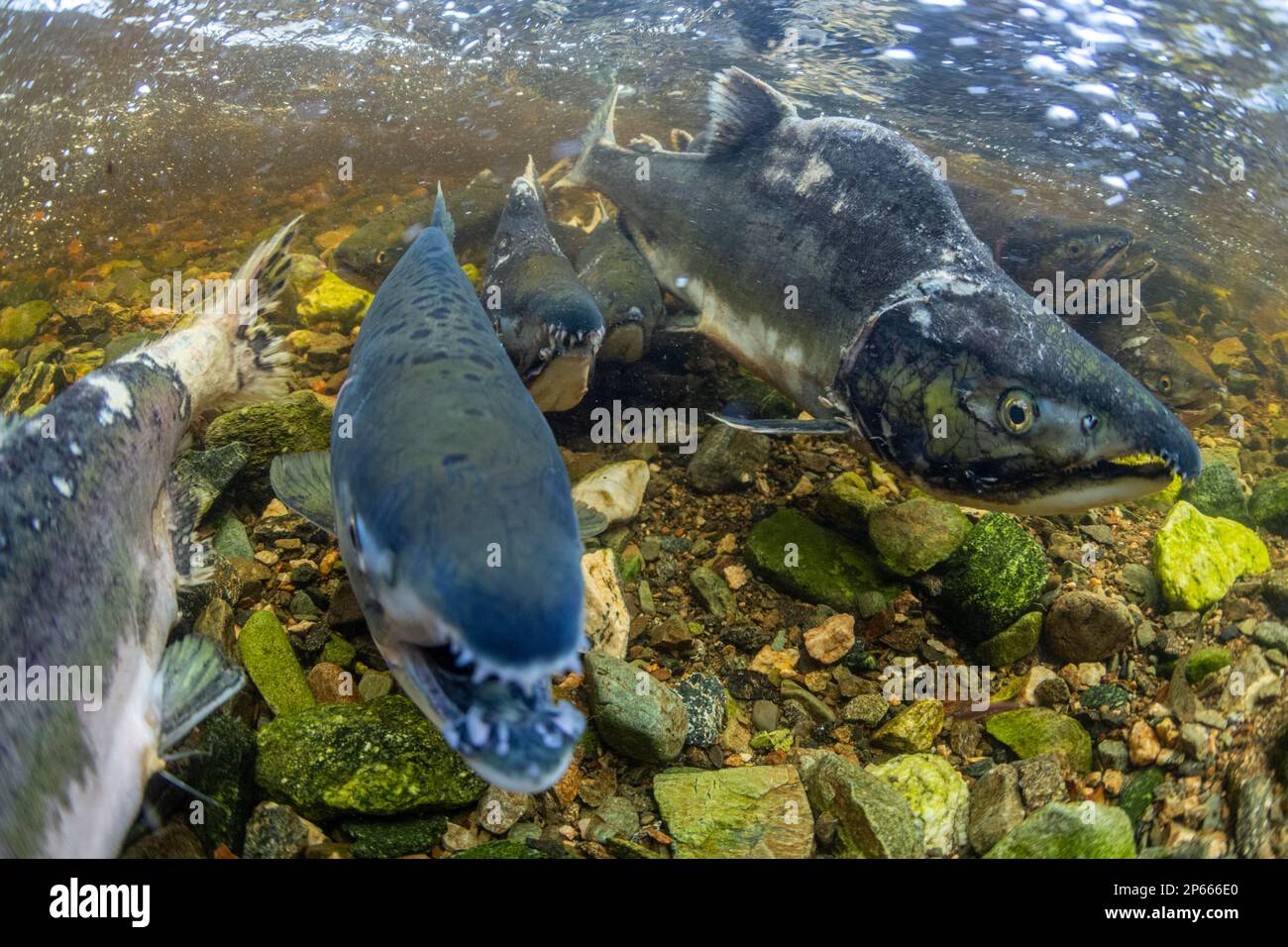 Adult pink salmon (Oncorhynchus gorbuscha), spawning in Fox Creek