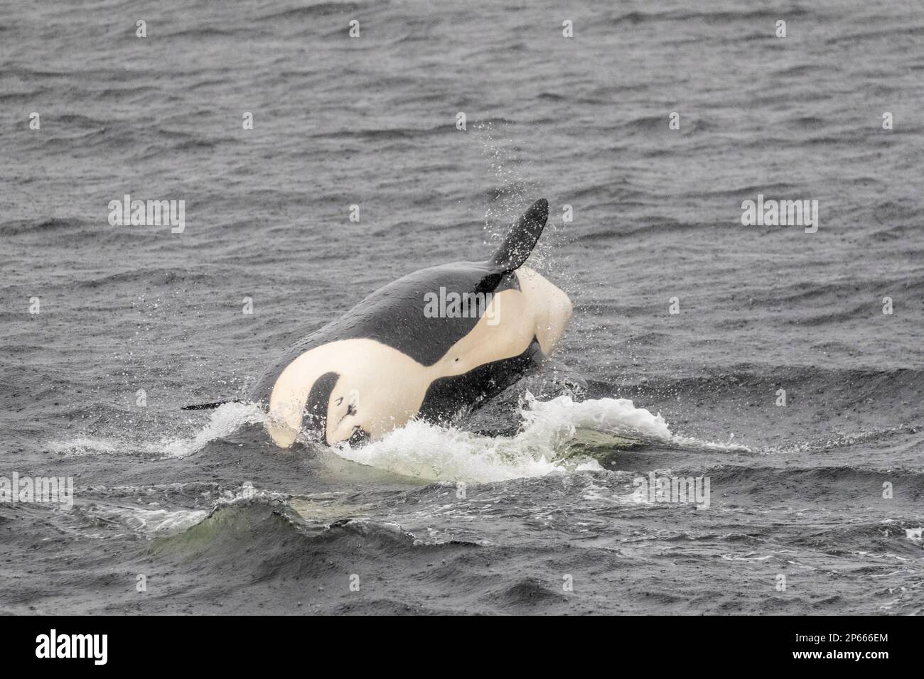 Adult female killer whale (Orcinus orca), breaching in Behm Canal