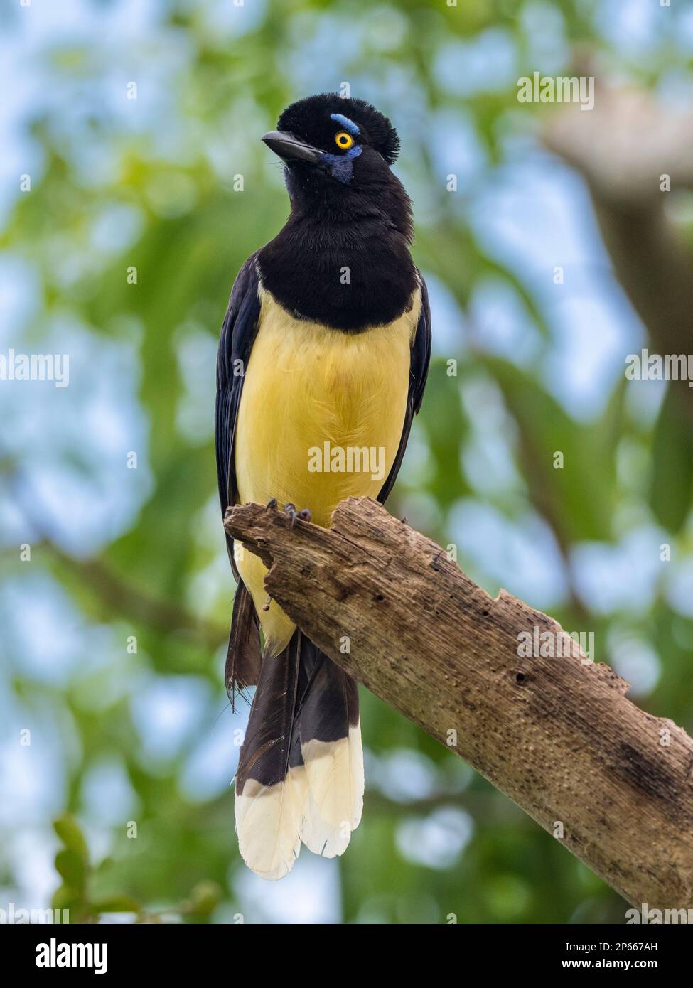 An adult plush-crested jay (Cyanocorax chrysops), perched on a tree limb, Iguazu Falls, Misiones Province, Argentina, South America Stock Photo