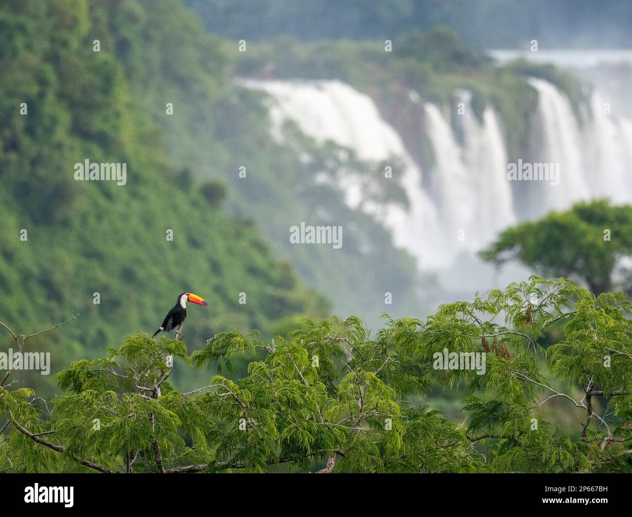 An adult toco toucan (Ramphastos toco), perched on a tree limb, Iguazu Falls, UNESCO, Misiones Province, Argentina, South America Stock Photo