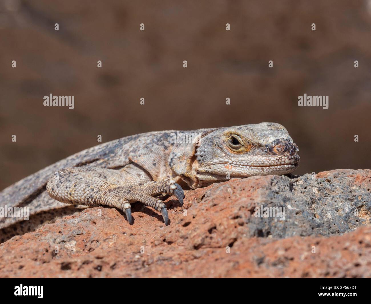 Common chuckwalla (Sauromalus ater), basking in the sun in Red Rock Canyon State Park, California, United States of America, North America Stock Photo