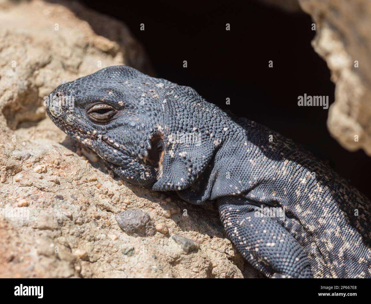 Common chuckwalla (Sauromalus ater), basking in the sun in Red Rock Canyon State Park, California, United States of America, North America Stock Photo