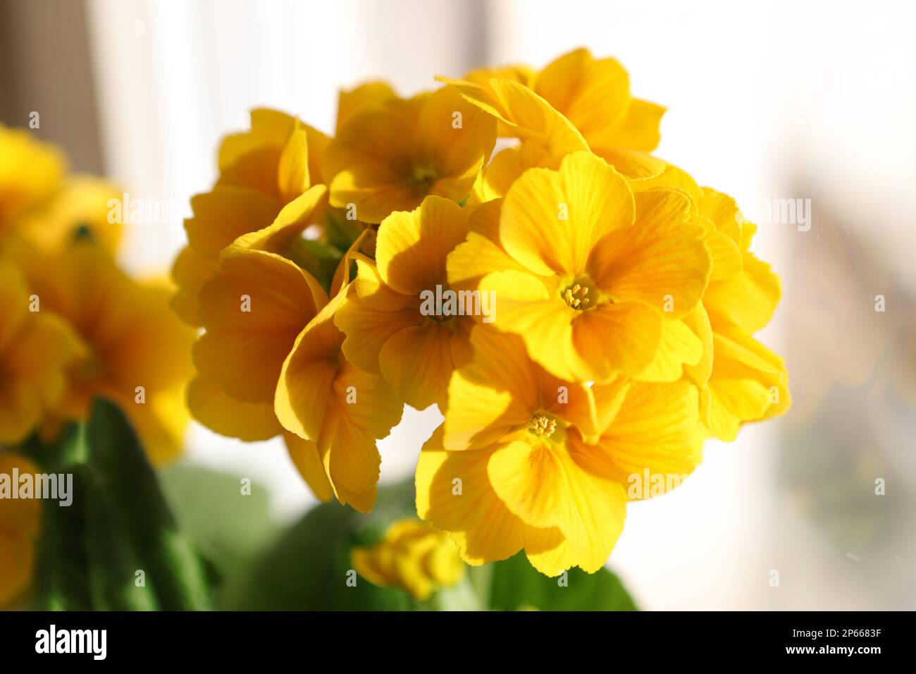 Primula elatior, golden yellow spring flowers bloom close-up. Flower head macro, spring potted plants. Primrose background. Stock Photo