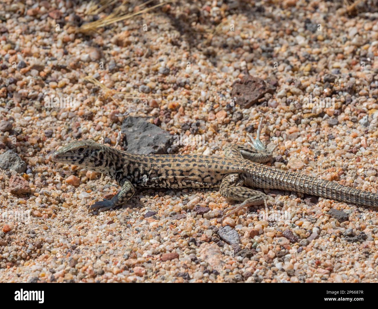 Western whiptail lizard (Aspidoscelis tigris), basking in the sun in Red Rock Canyon State Park, California, United States of America, North America Stock Photo