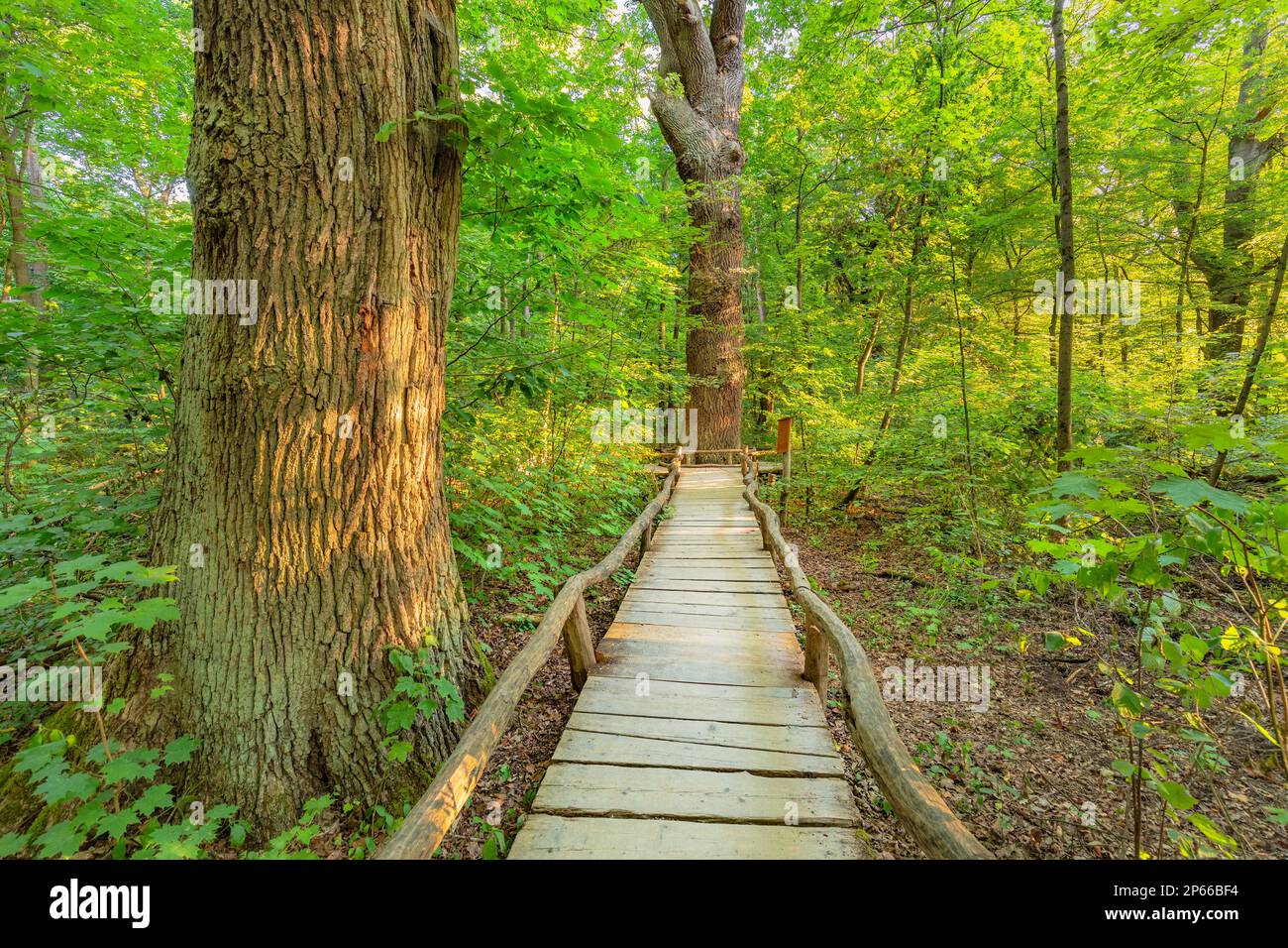 Beech forest, Hainich National Park, UNESCO World Natural Heritage Site