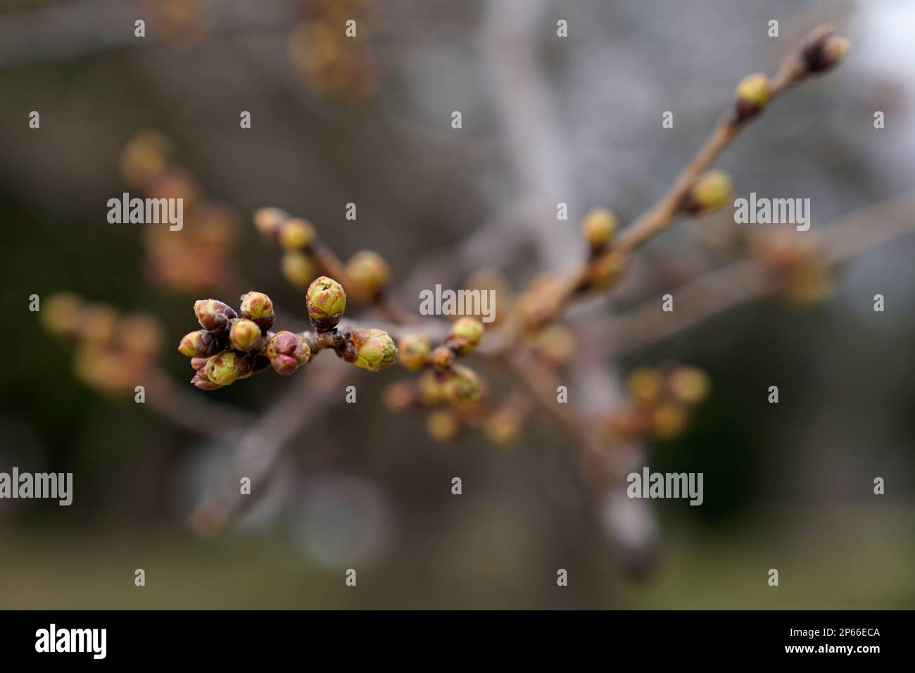 Cherry blossom trees begin to bud at the Tidal Basin, Tuesday, March 7