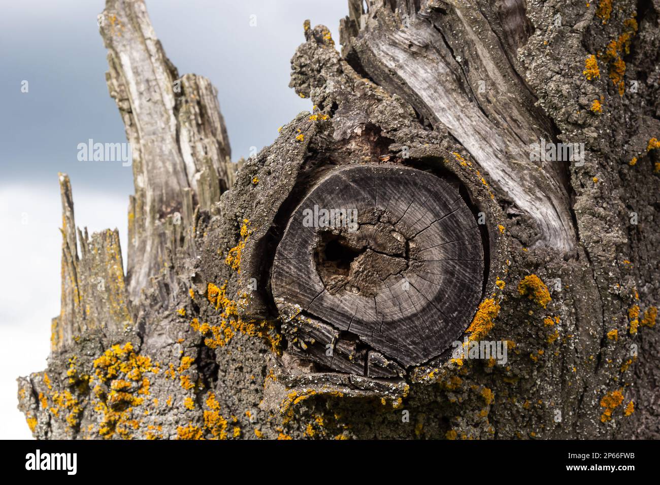 Rotten bark hi-res stock photography and images - Alamy