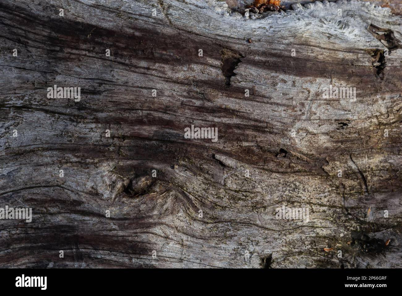 The old dry stump texture, background. Old rotten stump.Authentic dried ...