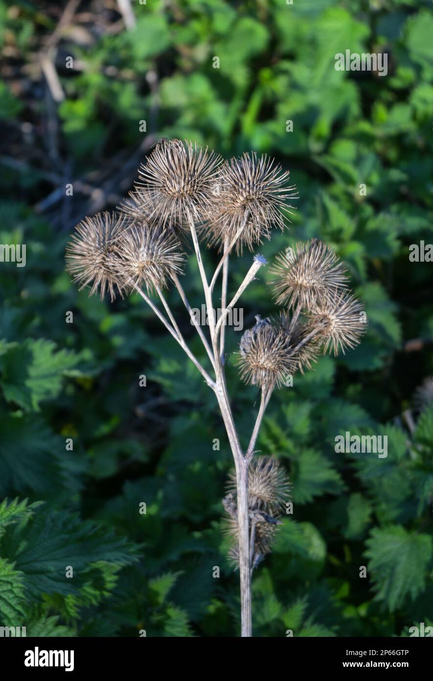 dried heads of greater burdock Stock Photo