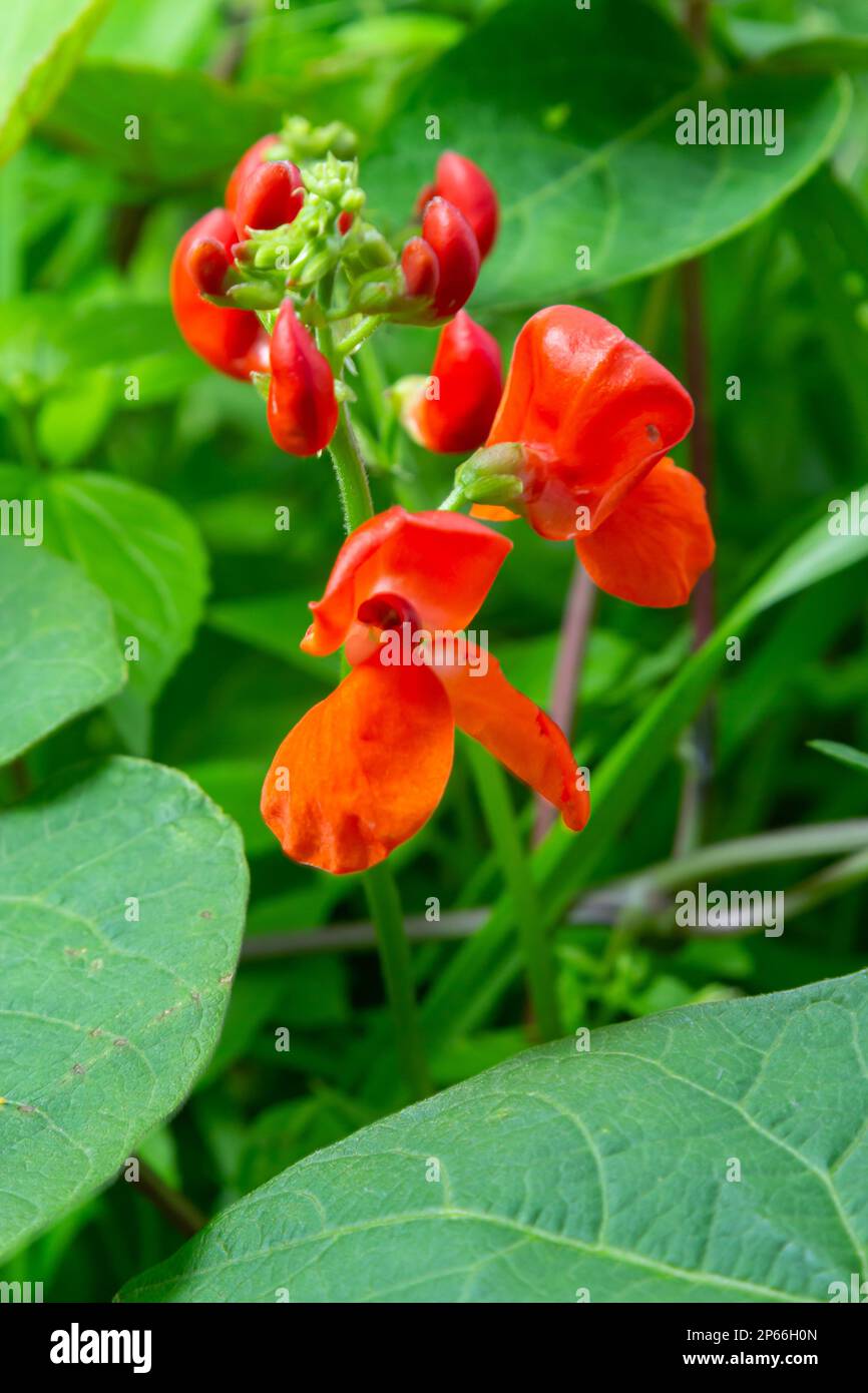 Beautiful flowers of Runner Bean Plant Phaseolus coccineus growing in the garden. Stock Photo