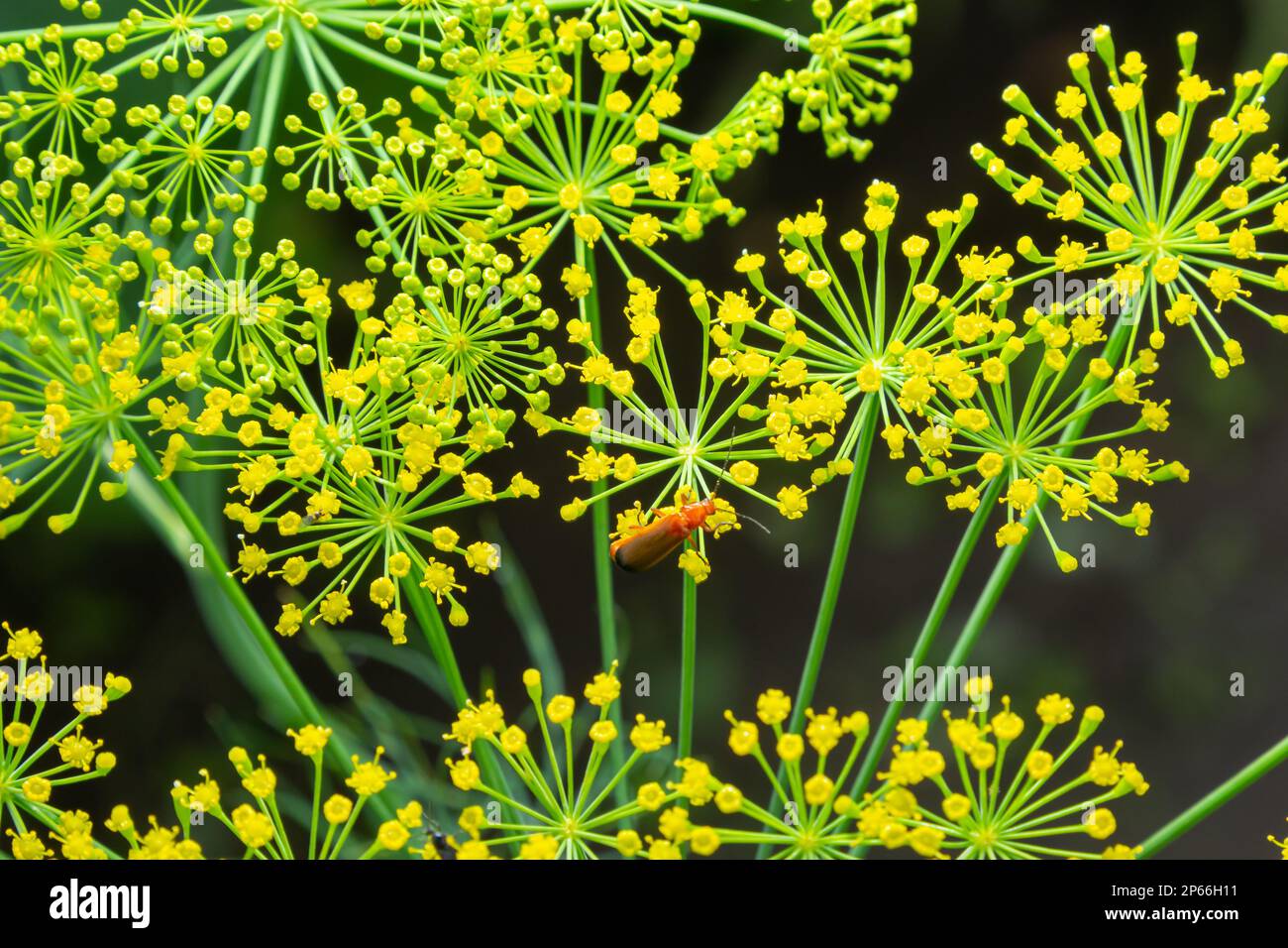 Dill umbrella with seeds in sunlight, close up. Yellow Fennel flowers on green blurred background. Natural plant pattern. Stock Photo