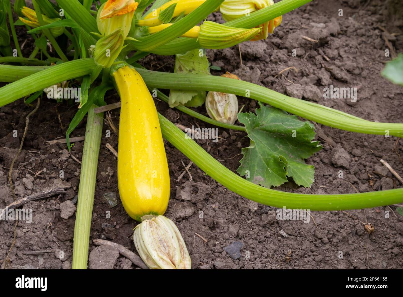Zucchini plant. Zucchini with flower and fruit in field. Green vegetable marrow growing on bush. Courgettes blossoms. Stock Photo