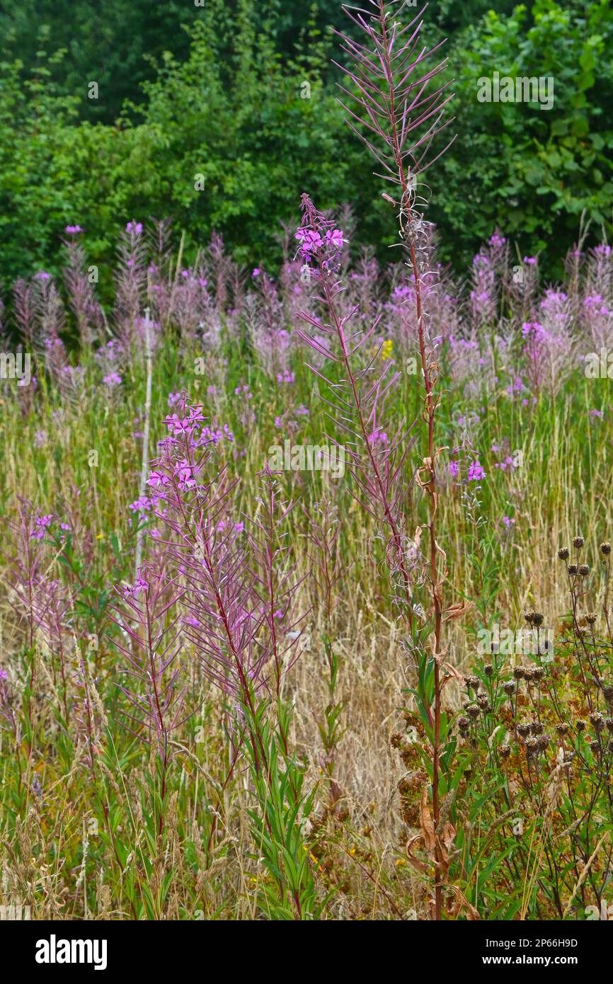 Pink wildflower backdrop hi-res stock photography and images - Alamy