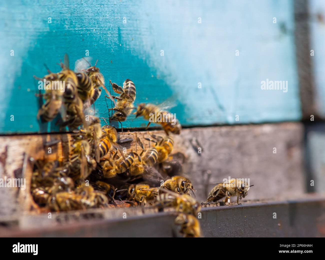 swarm of honey bees flying around beehive. Bees returning from ...
