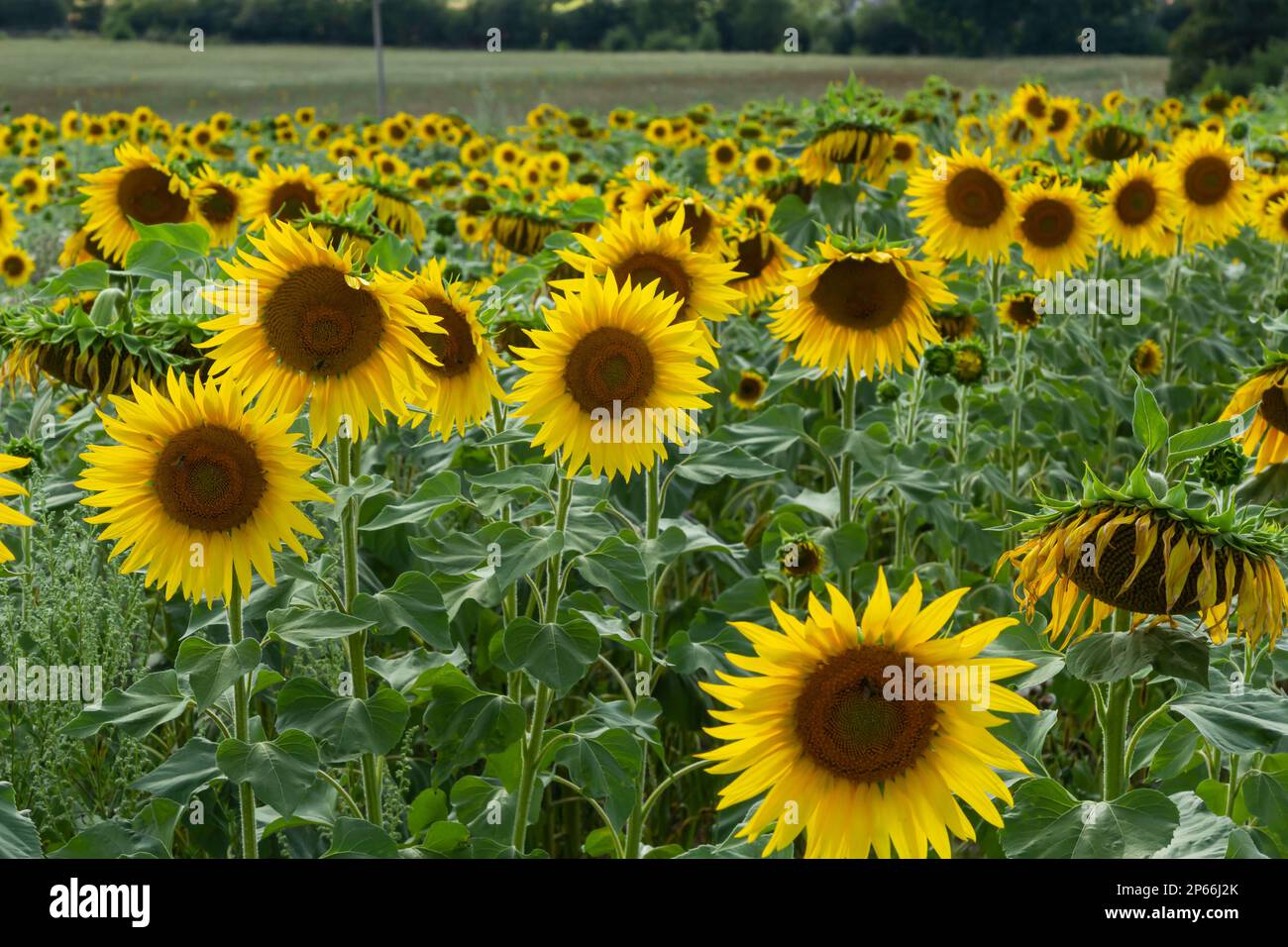 Sunflowers are Growing on the Big field. Wonderful panoramic view field