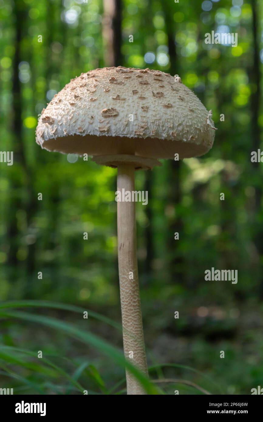 Macrolepiota procera or Lepiota procera mushroom growing in the autumn forest, close up. Beauty with long slim leg with sliding ring and large scaly h Stock Photo