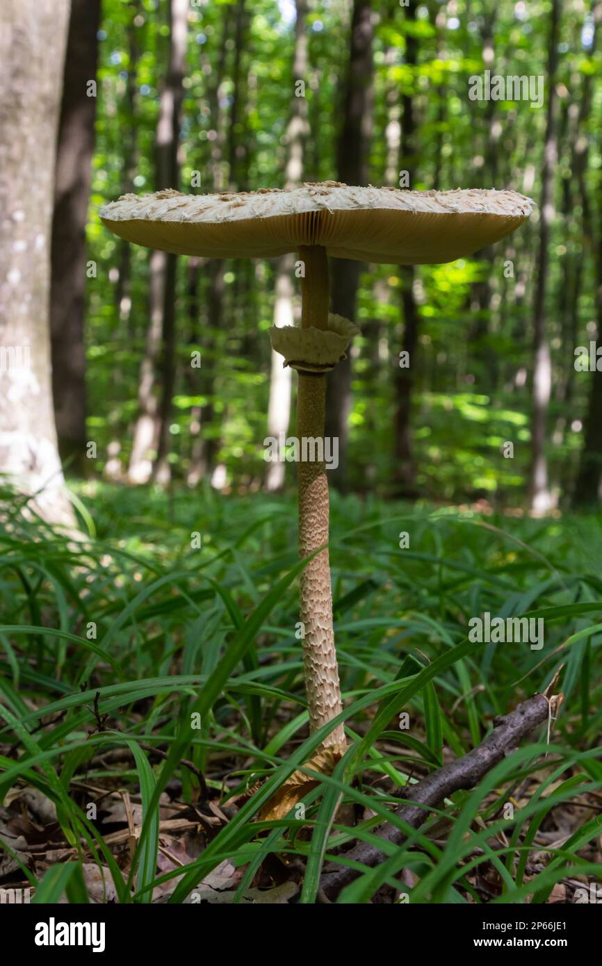 Beautiful parasol mushroom Macrolepiota procera in the forest with sun rays on the background. Stock Photo
