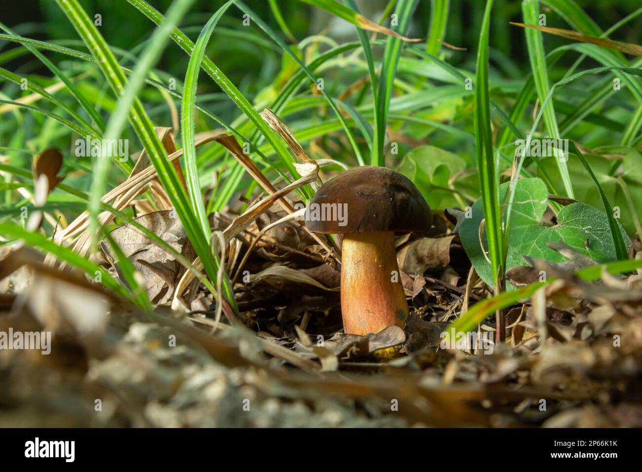 Neoboletus luridiformis known as Boletus luridiformis - edible mushroom. Fungus in the natural environment. Stock Photo