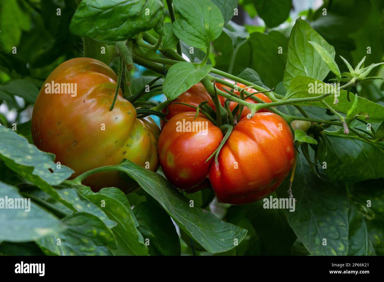 Ripe red and green tomatoes hanging on tomato tree in the garden Stock ...